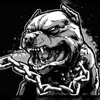 Pit Bull