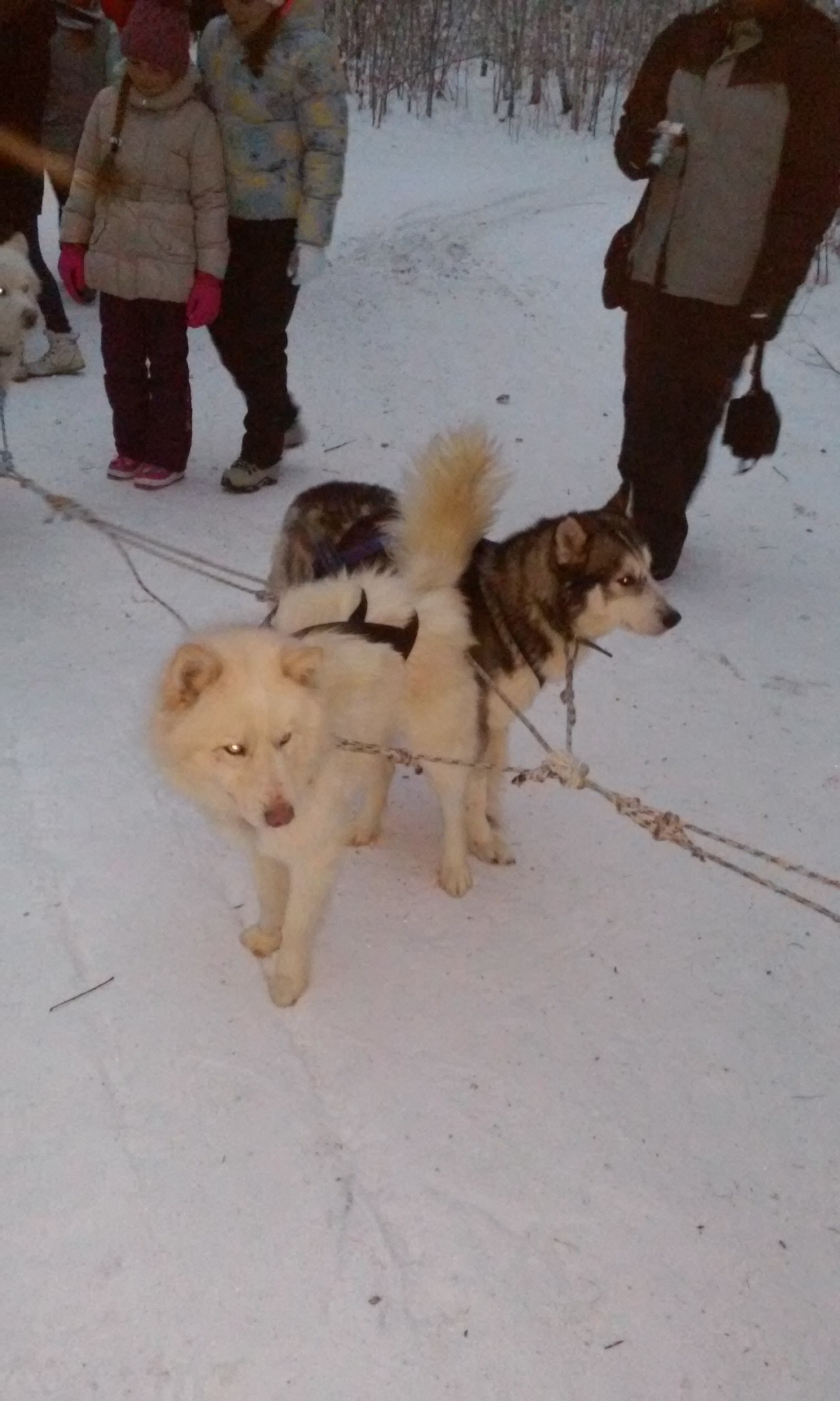 Эльбрус питомник ездовых собак екатеринбург. Хаски парк эльбрус екатеринбург. Питомник ездовых собак эльбрус. Эльбрус питомник ездовых собак екатеринбург. Питомник хаски екатеринбург эльбрус.