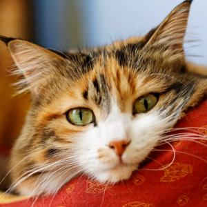 Марина