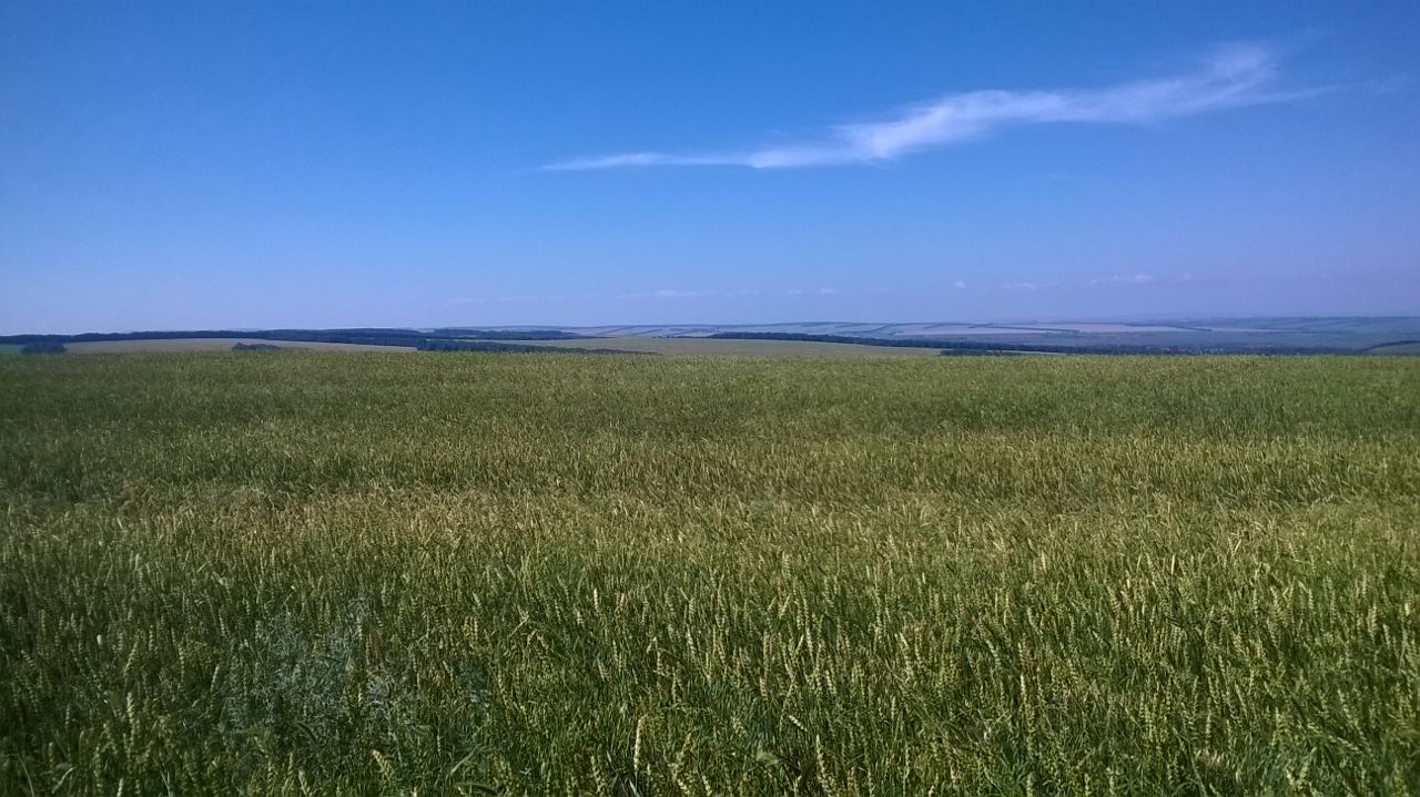 Бетховен, ветеринарная клиника в Красноярске — отзыв и оценка — sky_ra