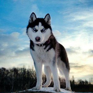 Алексей С
