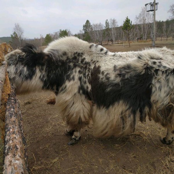 Зоопарк в амодово чита фото