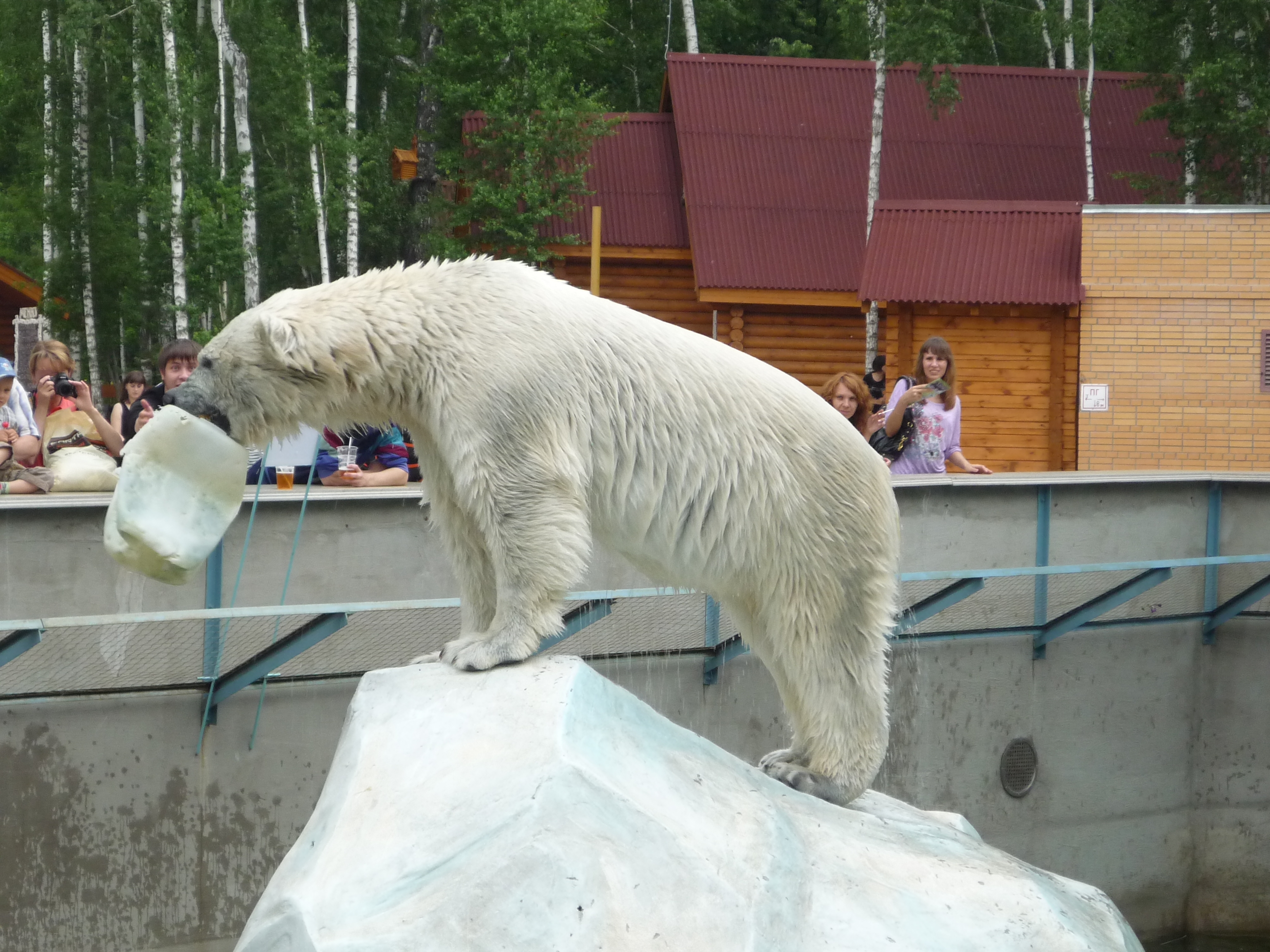 Зоопарк города новосибирск