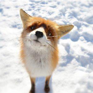 Grumpy_fox