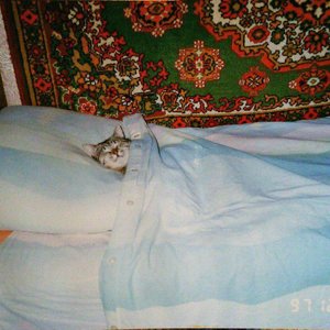 Дмитрий Ермолаев