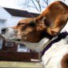 spartan_dog
