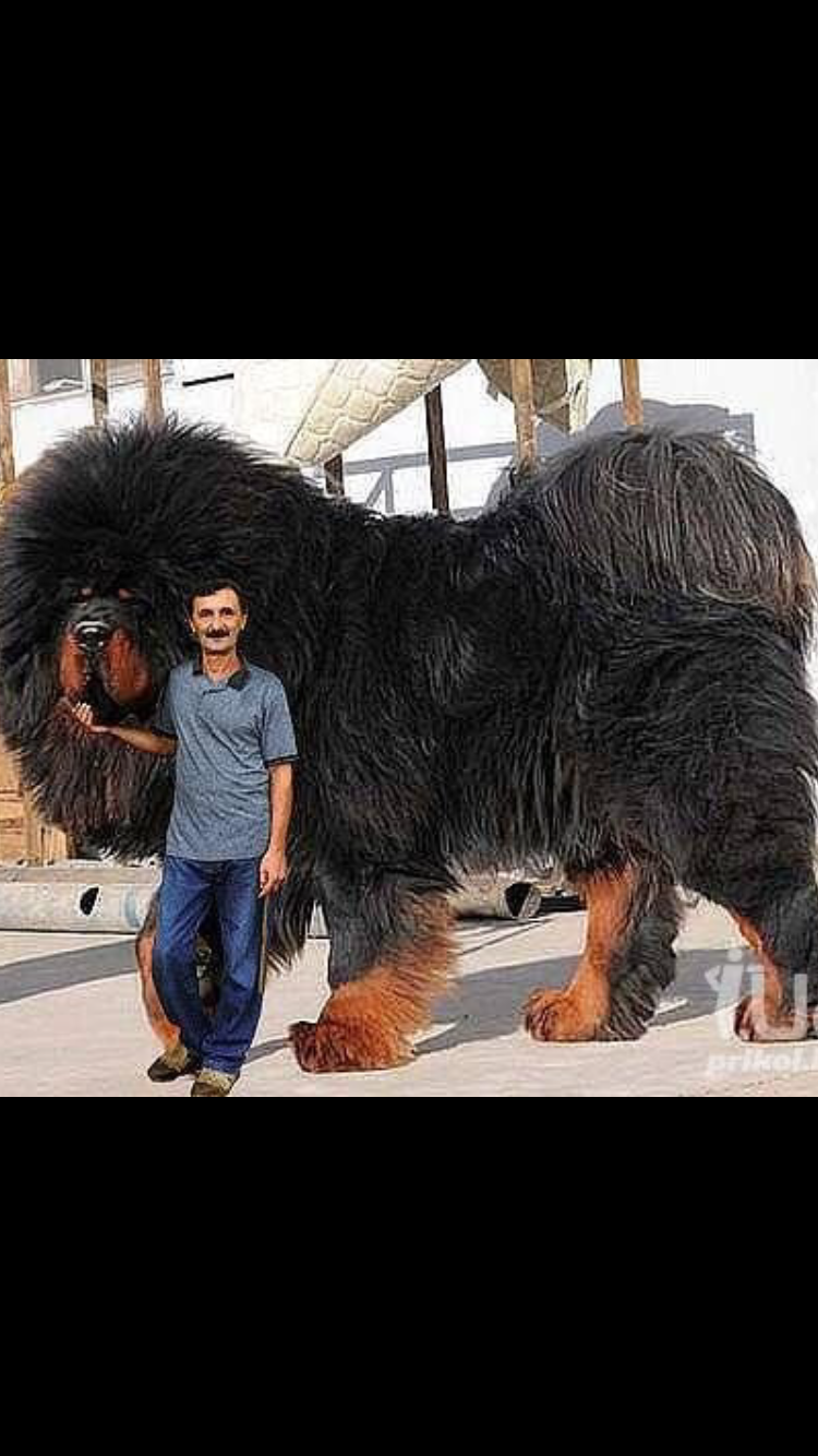 Мастиф собака тибетский 112 кг