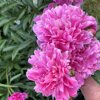 Александра Кульчинская