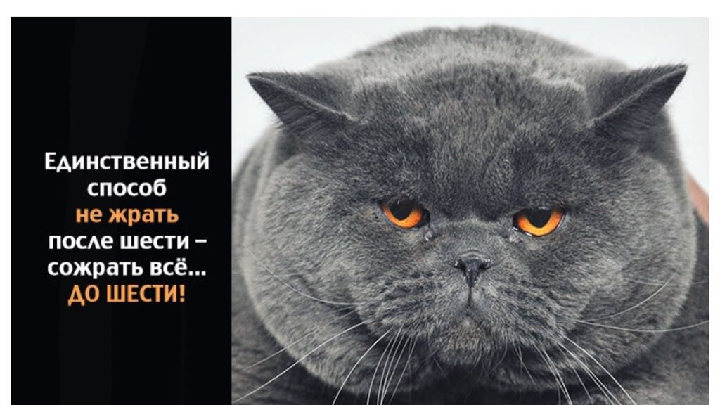 Гифы, картинка с котом и надписью жрешь