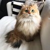nadezhda_afanas