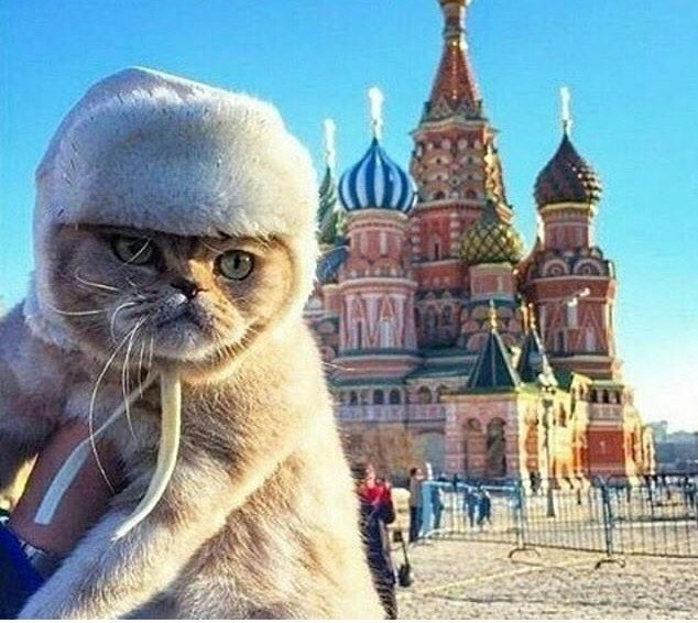Кот в русской литературе проект Государственный Эрмитаж в Санкт-Петербурге - отзыв и оценка - Евгений Максимов