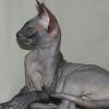 Марина Сим