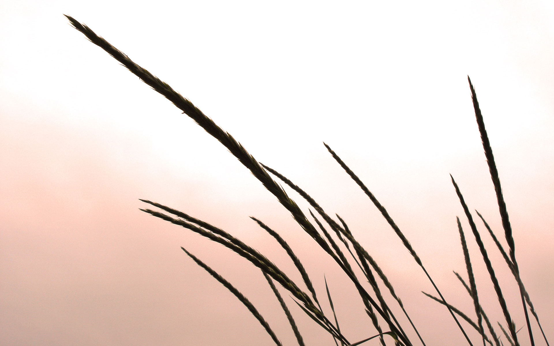 Графический рисунок на тему колыхание трав при порыве ветра