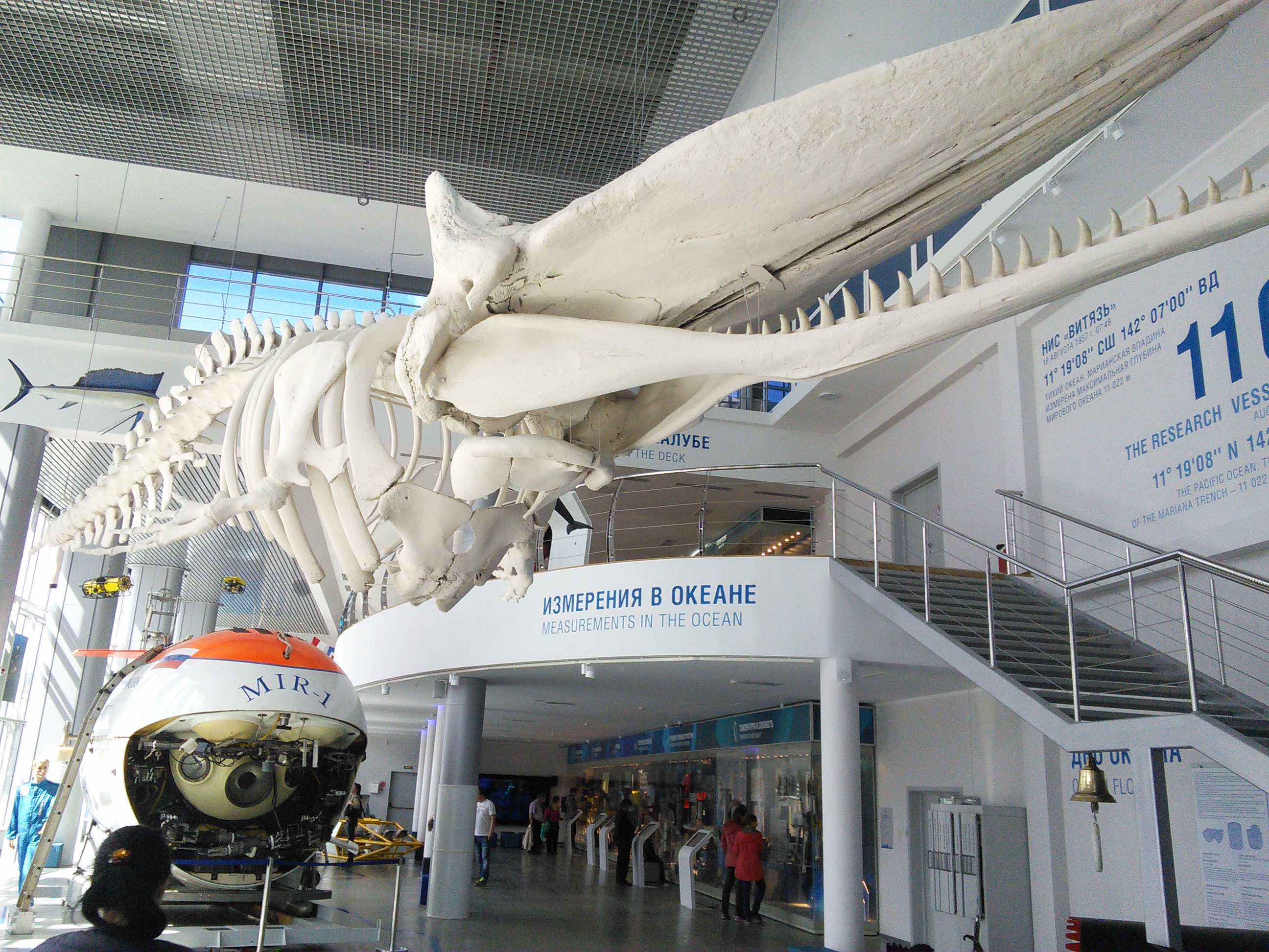 Музей мирового океана в калининграде фото