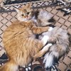 Котёныш