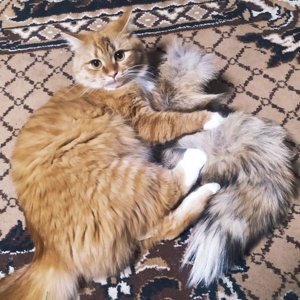 Котёныш