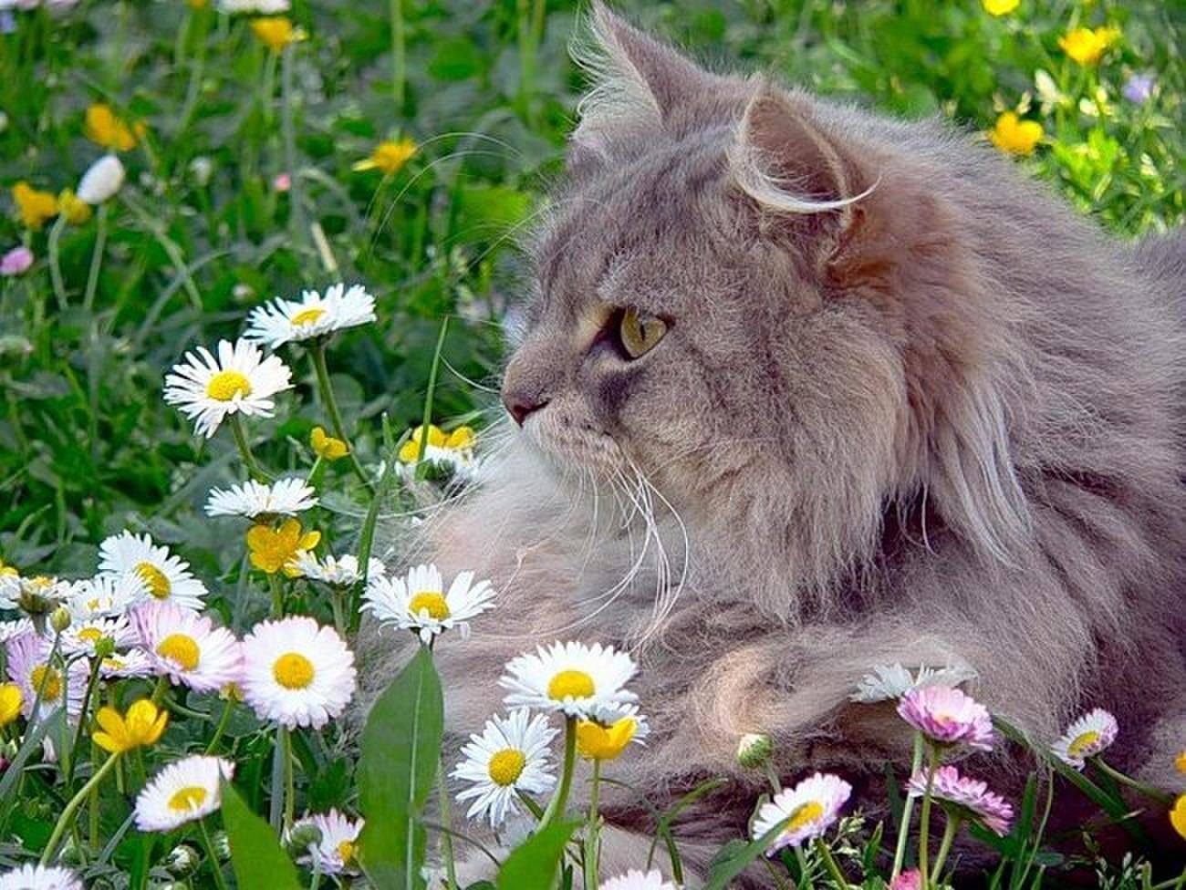 Ромашковая кошка. Котик в цветах. Весенний кот. Пушистая кошка. Кошка в ромашках.