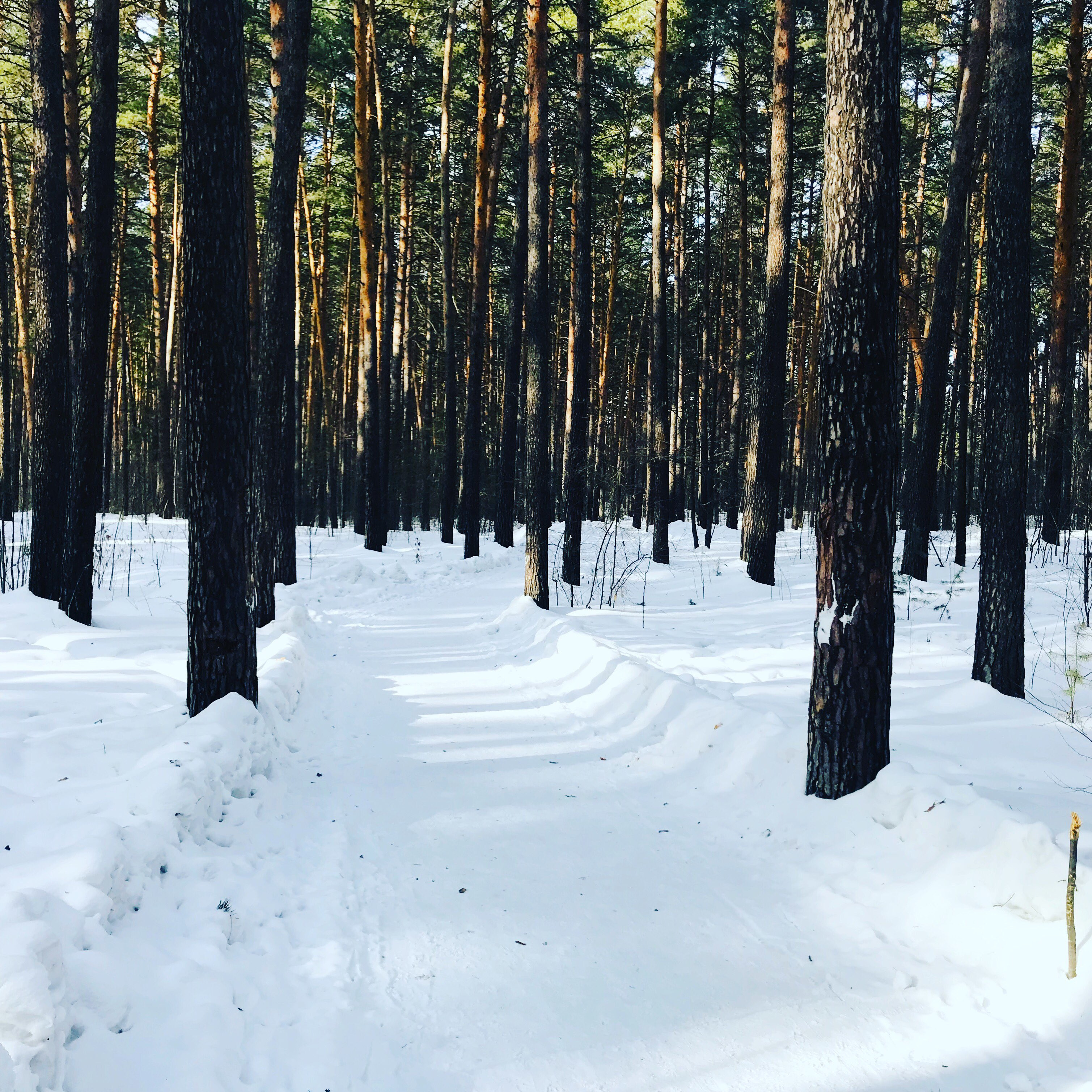 Заельцовский парк в новосибирске фото