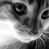 tatishcheva68