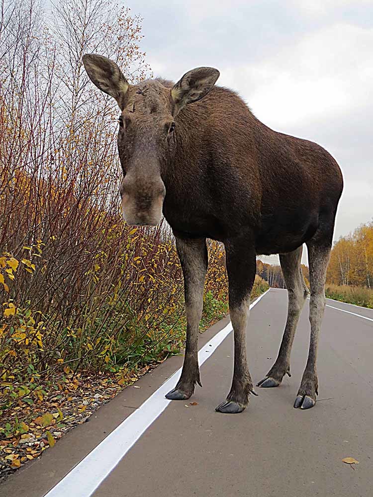 Самый Большой Лось Фото