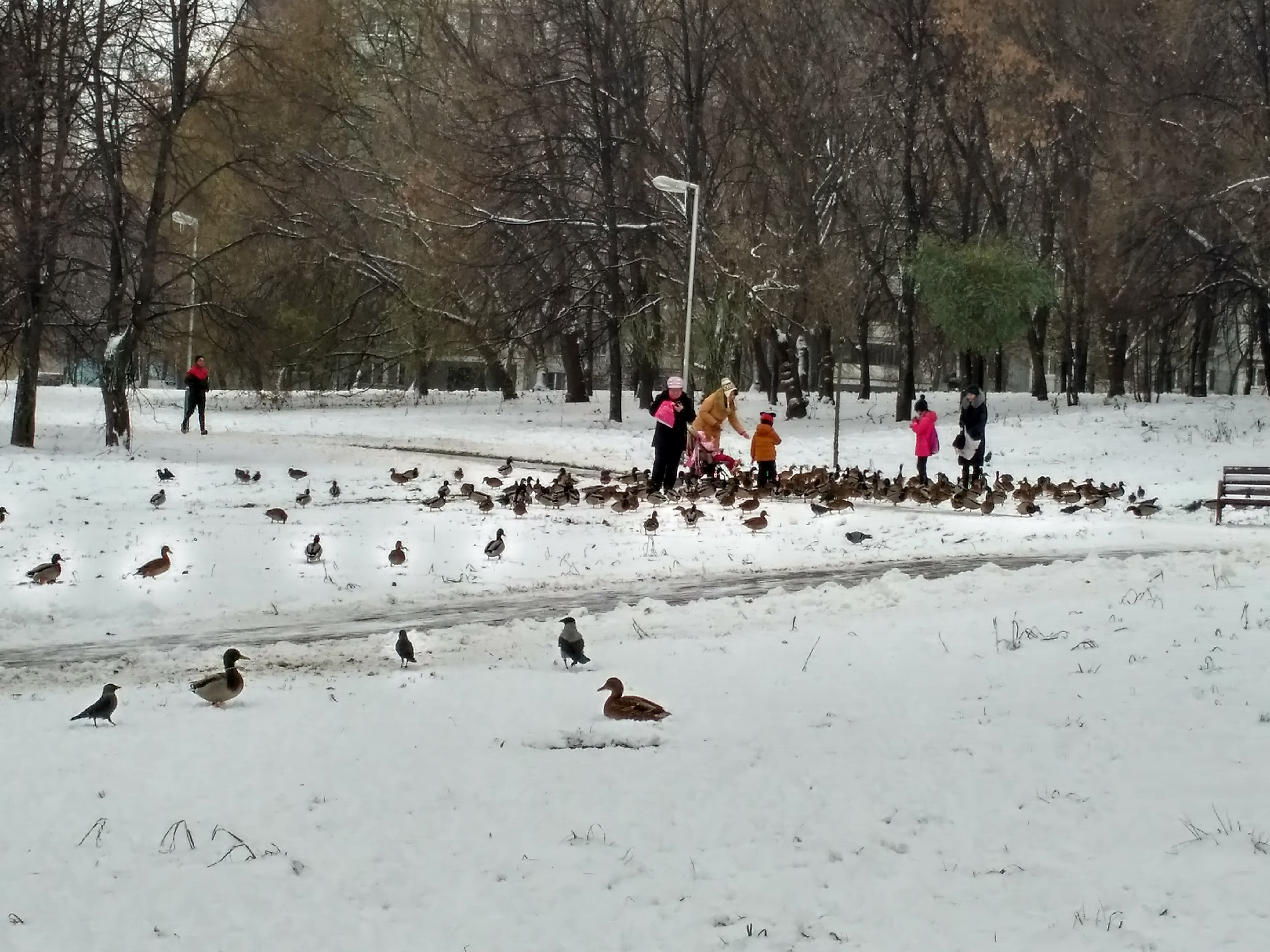 каток в бабушкинском парке