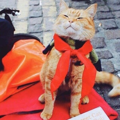 Кот боб