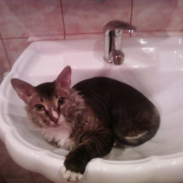 Кот Юстас!