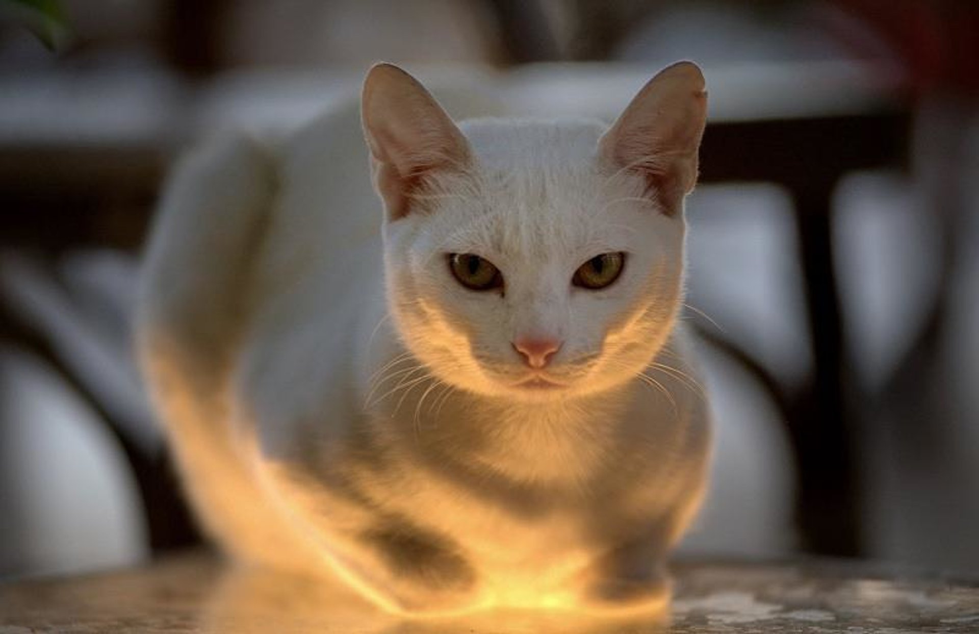 Кот освещение
