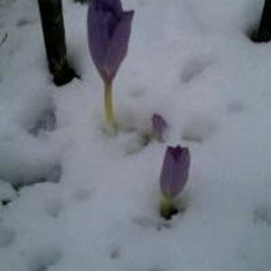 Надежда Макарова