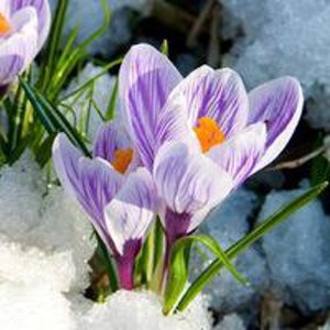 Яна Персикова