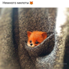Елена Петрова