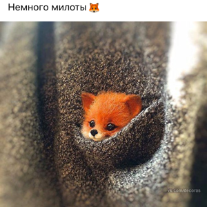 Елена Петрова