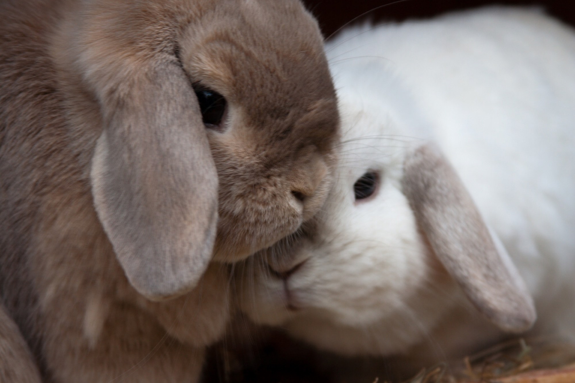 Зайка целует. Кролик. Милый кролик. Два кролика. Влюбленные кролики.