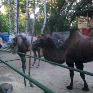 Верблюдии великолепные