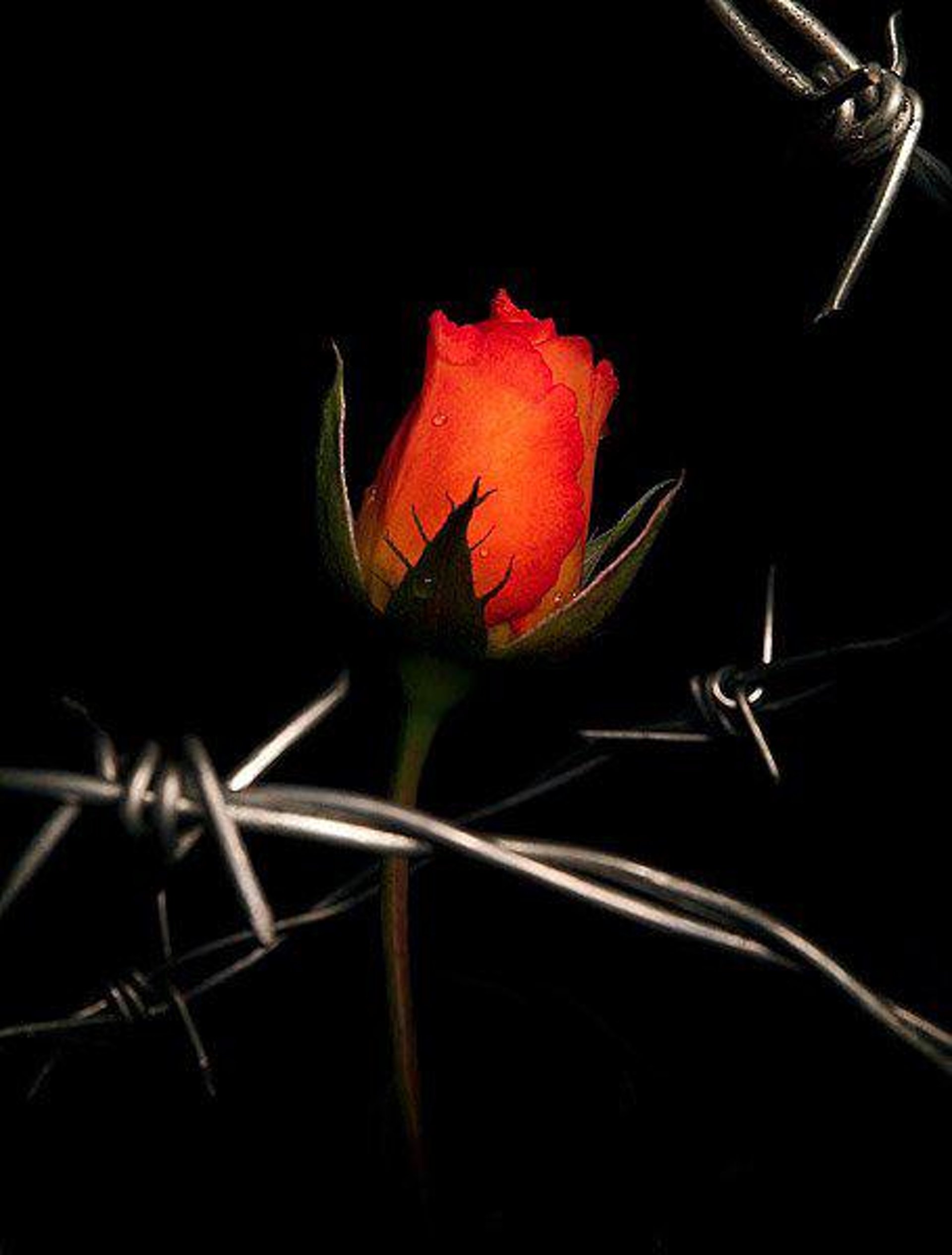 Красная роза с шипами