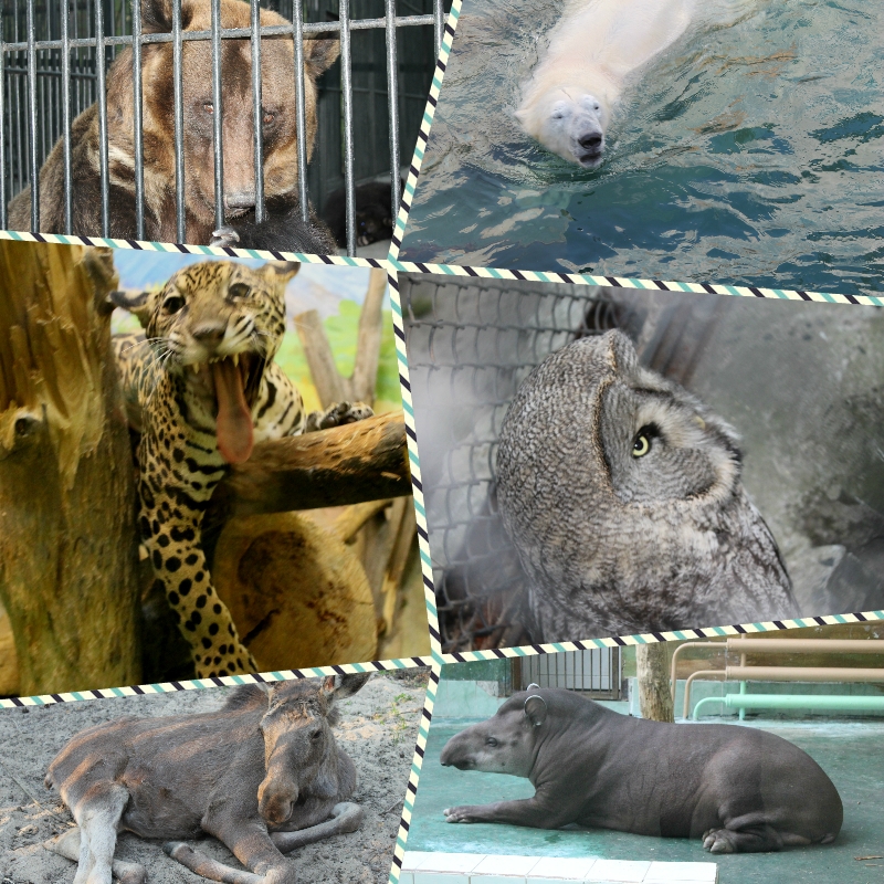 Какие животные есть в новосибирском зоопарке фото