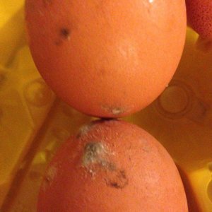 Яйца снизу