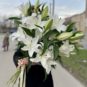 Анастасия Краузе