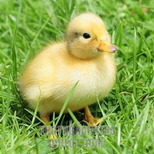 ducky_duck