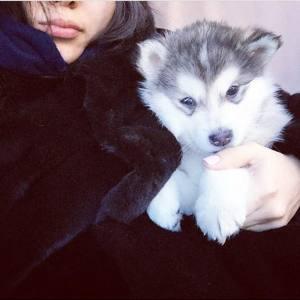 nicka.shmackova