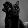 Floris